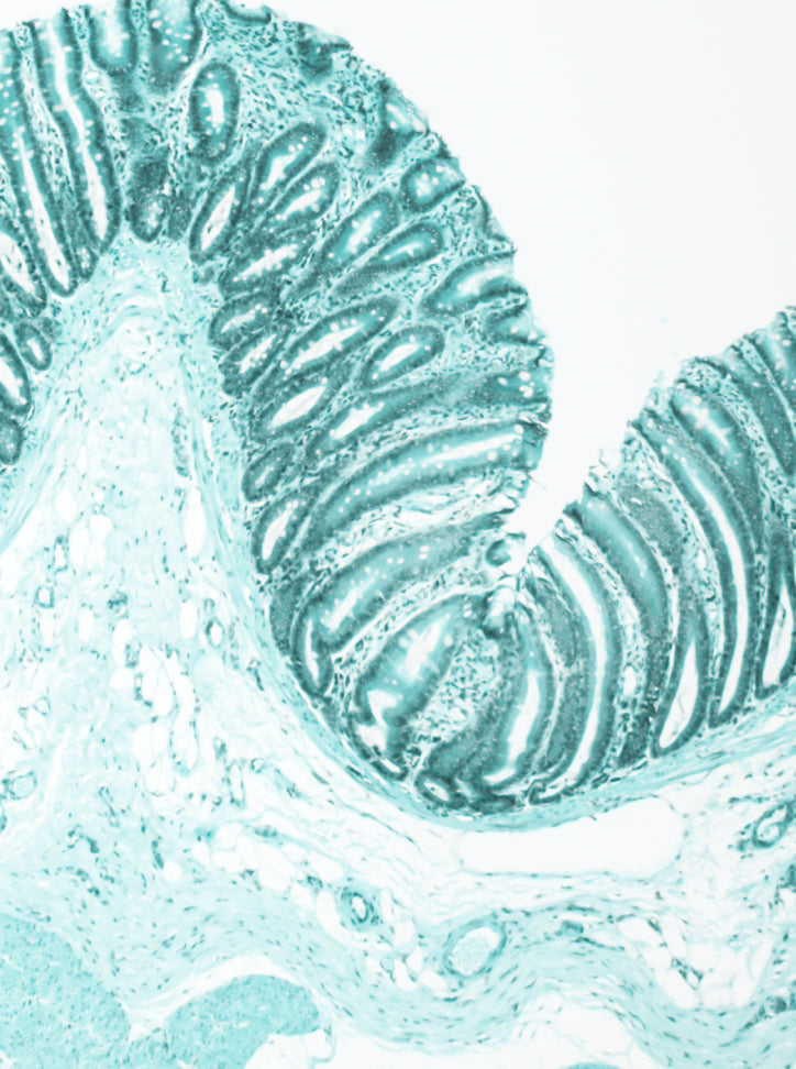 Light blue histology image