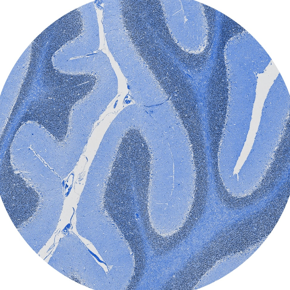 Microscopic histology detail shot with different blues and white colors
