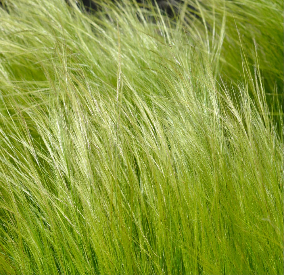 detailed shot of long blades of grass swaying in the wind